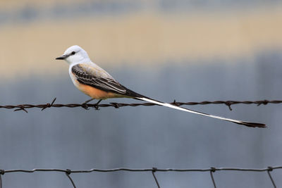 Bird perching on barbed wire