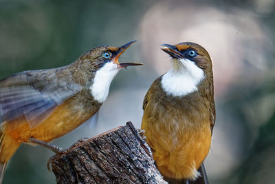 Close-up of bird perching on branch