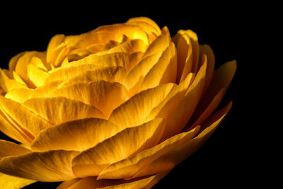 Close-up of yellow rose against black background