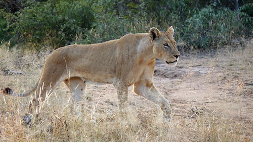 Side view of a cat