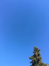 Low angle view of trees against blue sky