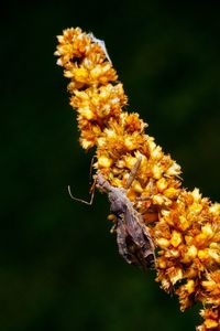 Close-up of yellow flower