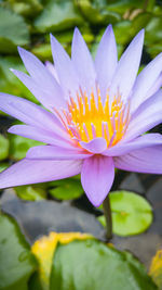 High angle view of purple water lily blooming in pond