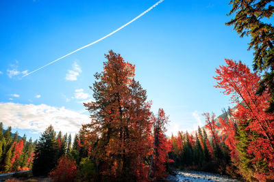 Low angle view of autumn trees against sky