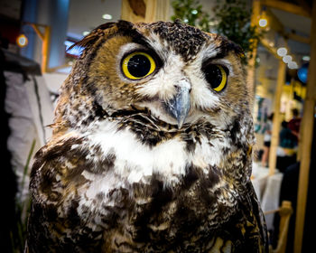 owl