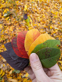 Close-up of person holding maple leaves