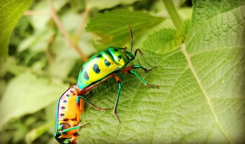 Close-up of insect on leaf