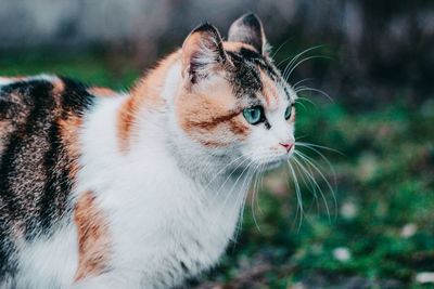 Close-up of cat looking away