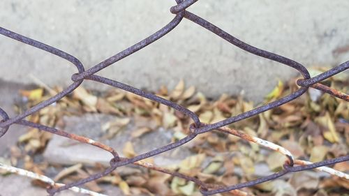 Close-up of barbed wire fence