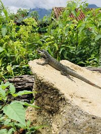 Close-up of lizard on rock