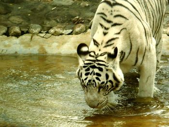 Tiger in lake at zoo