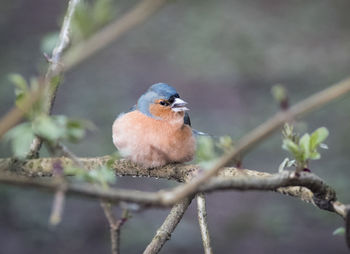 Close-up of bird perching outdoors