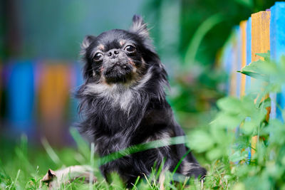 Portrait of a dog on field