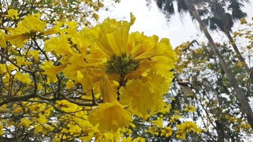 Close-up of yellow flowers against trees