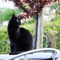 Close-up of cat on tree