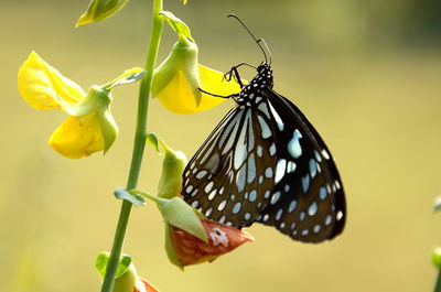 Close-up of butterfly on flower