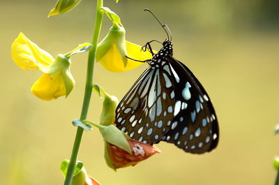 Close-up of butterfly on yellow flower