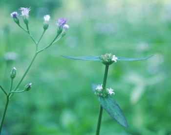 Close-up of flowers blooming outdoors