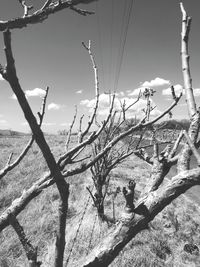Close-up of plants against sky