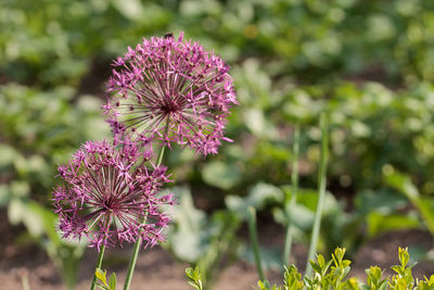 Close-up of pink flowering plant on field