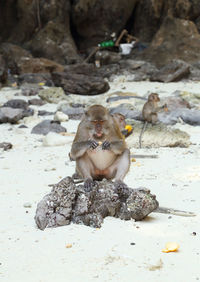 Monkey sitting on rock