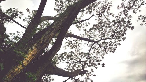 Low angle view of trees against sky