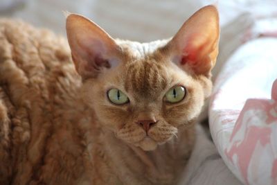 Close-up portrait of a devon rex cat 