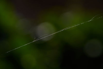 Close-up of water drops on plant