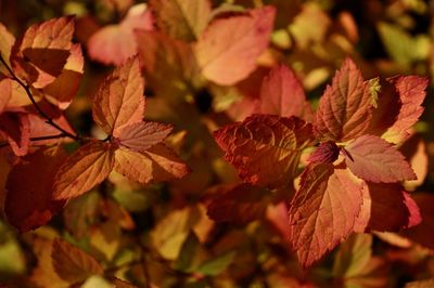 Close-up of autumnal leaves