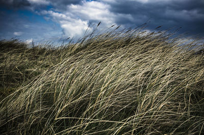 Scenic view of landscape against cloudy sky