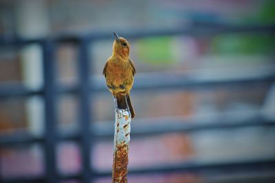 Close-up of bird perching on metal