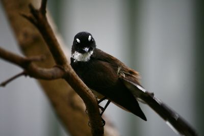 Close-up of bird perching on branch