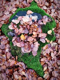 High angle view of autumn leaves on stone wall
