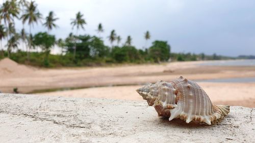 Close-up of a horse on the beach