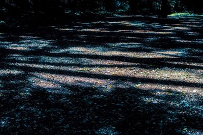 High angle view of trees on field