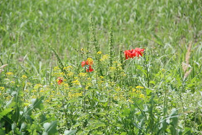 Full frame shot of red flowers