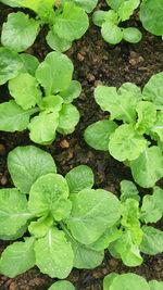 High angle view of green leaf on field