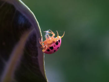 Close-up of butterfly pollinating flower