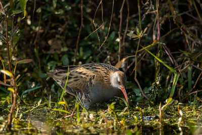 Bird perching on a lake