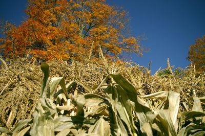 Low angle view of plants against clear blue sky