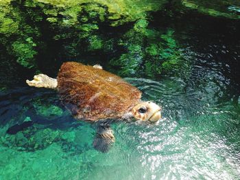 High angle view of turtle swimming in pond