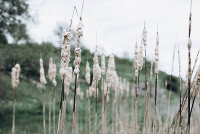 Close-up of stalks in field against sky