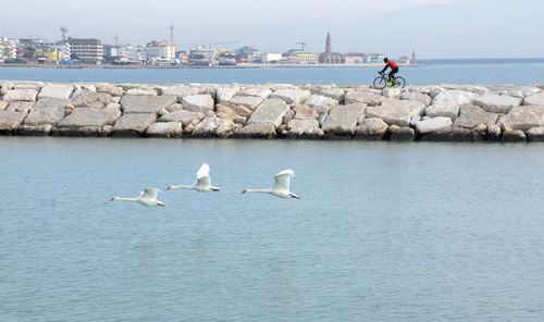 Seagulls flying over sea