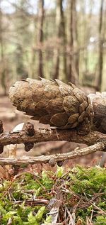 Close-up of mushrooms growing on tree trunk