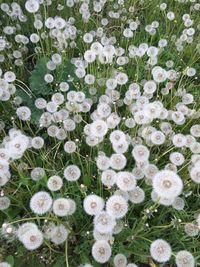 High angle view of white flowering plants on field