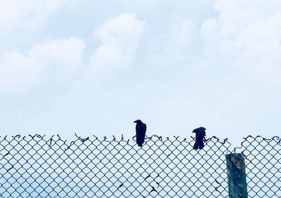 Birds perching on chainlink fence against sky