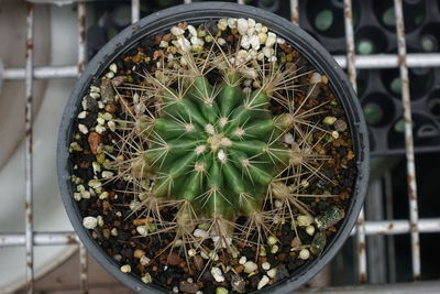 High angle view of succulent plant in pot