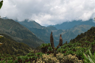 Plants growing on mountain against sky, bujuku valley in the rwenzori mountain range, uganda 