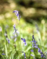 Close-up of purple flowering plant on field