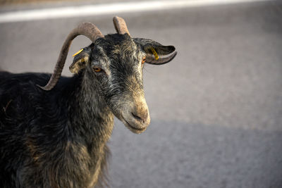 Close-up portrait of goat